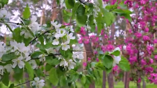 Sakura Fiore Nel Parco Kiev — Video Stock