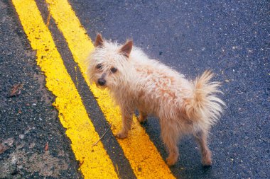 Gozo, Malta sokaklarında komik kıvırcık köpek