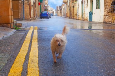 Gozo, Malta sokaklarında komik kıvırcık köpek