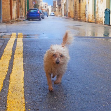Gozo, Malta sokaklarında komik kıvırcık köpek