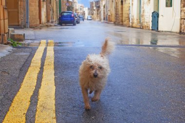 Gozo, Malta sokaklarında komik kıvırcık köpek