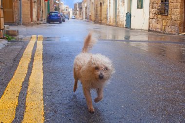 Gozo, Malta sokaklarında komik kıvırcık köpek