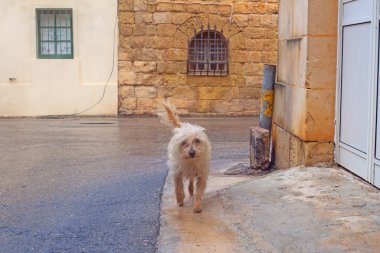 Gozo, Malta sokaklarında komik kıvırcık köpek