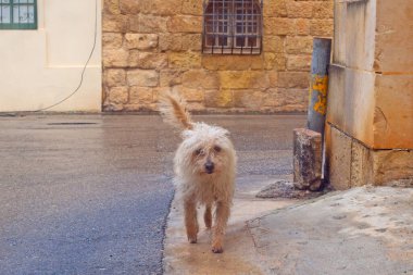 Gozo, Malta sokaklarında komik kıvırcık köpek