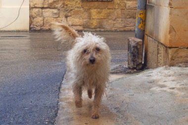 Gozo, Malta sokaklarında komik kıvırcık köpek