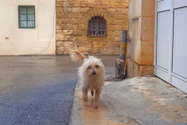 Gozo, Malta sokaklarında komik kıvırcık köpek