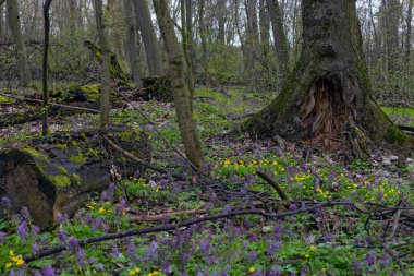 Ukrayna, Kyiv 'de bir ormanda mor ve mavi dumanotu çiçekleri.