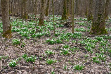Ormandaki çayırlarda ilk bahar kardamlaları