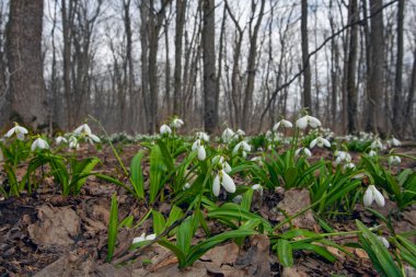 Ormandaki çayırlarda ilk bahar kardamlaları