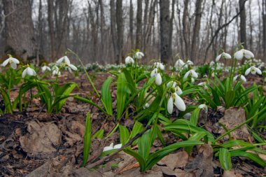 Ormandaki çayırlarda ilk bahar kardamlaları