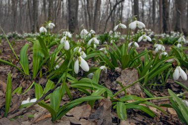 Ormandaki çayırlarda ilk bahar kardamlaları