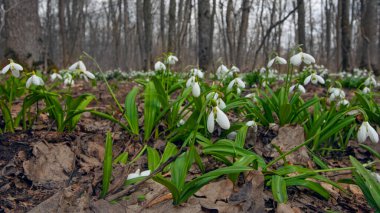 Ormandaki çayırlarda ilk bahar kardamlaları