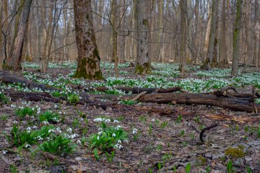 Ormandaki çayırlarda ilk bahar kardamlaları