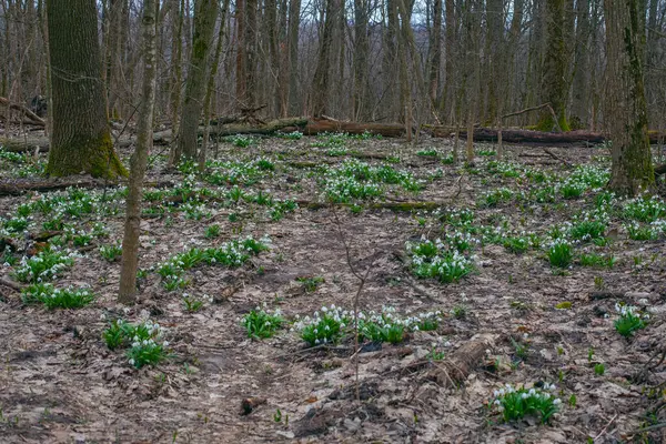 stock image First spring snowdrops on the meadow in forest