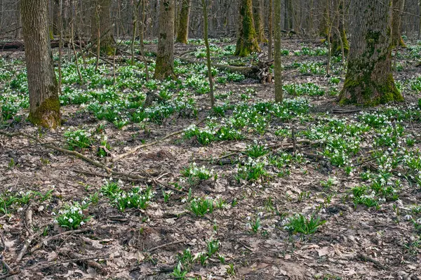 森林草地上的初春降雪 — 图库照片