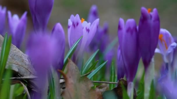 Fioletowe Kwiaty Krokusa Wczesną Wiosną — Wideo stockowe