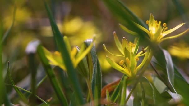 Wczesna Wiosenna Roślina Gagea Kwitnie Wolności Lesie — Wideo stockowe