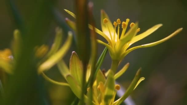Planta Primavera Temprana Gagea Lutea Florece Naturaleza Bosque — Vídeo de stock