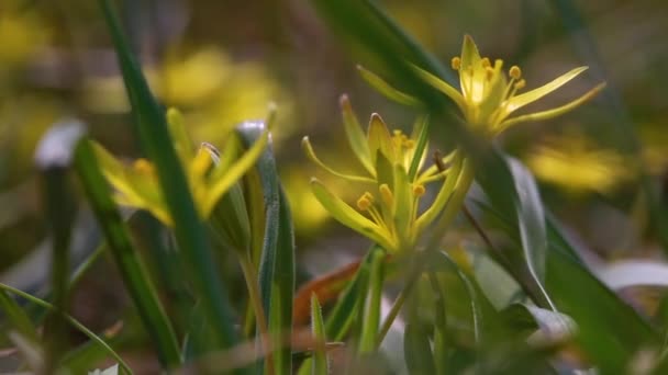 Wczesna Wiosenna Roślina Gagea Kwitnie Wolności Lesie — Wideo stockowe