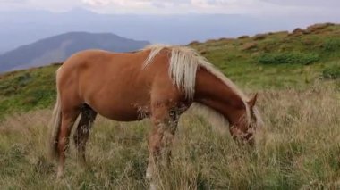 Karpat dağlarında otlayan atlar, Drahobrat