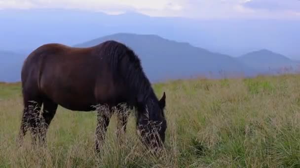 Horses Grazing Carpathian Mountains Drahobrat — Stock Video