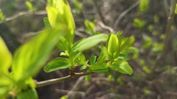 Planta Primavera Temprana Gagea Lutea Florece Naturaleza Bosque — Vídeos de Stock