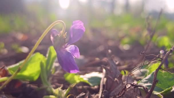 Dzikie Fiołki Kwiaty Kwitnące Wiosną — Wideo stockowe
