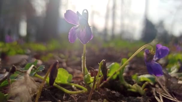 Dzikie Fiołki Kwiaty Kwitnące Wiosną — Wideo stockowe
