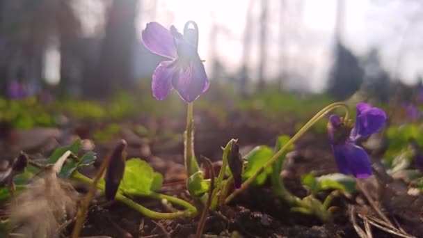 春に咲くワイルドパープルバイオレット — ストック動画