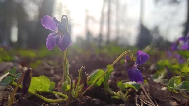 Flores Violetas Roxas Selvagens Florescendo Primavera — Vídeo de Stock