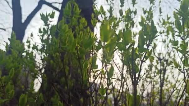 Első Tavaszi Levelek Napsütésben Kora Reggel — Stock videók