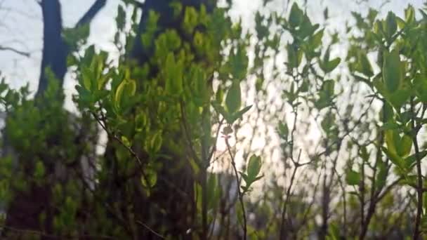 Primele Frunze Primăvară Soare Strălucesc Dimineața Devreme — Videoclip de stoc