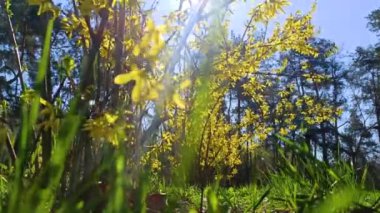 Baharda çiçek açan çalıların üzerinde parlak sarı renkte çiçekler.