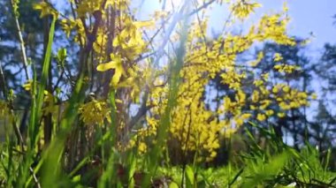 Baharda çiçek açan çalıların üzerinde parlak sarı renkte çiçekler.