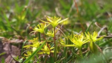 Erken bahar bitkisi Gagea Lutea ormanda açar.