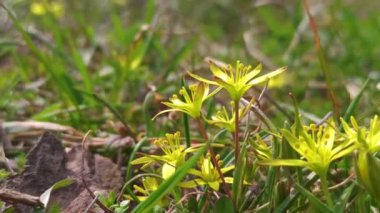 Erken bahar bitkisi Gagea Lutea ormanda açar.