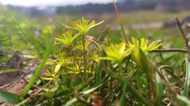 Erken bahar bitkisi Gagea Lutea ormanda açar.