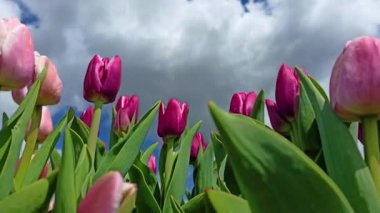 Gökyüzü zemininde parlak pembe lale çiçeği