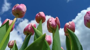 Gökyüzü zemininde parlak pembe lale çiçeği