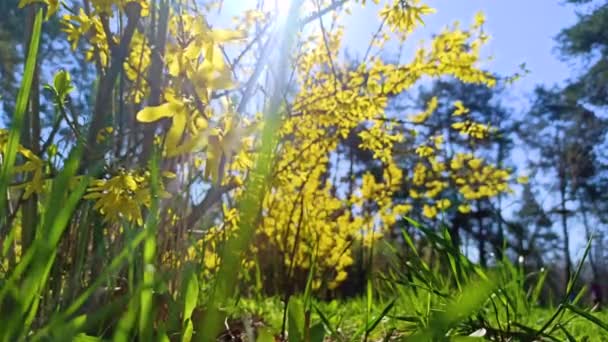 Jasně Žluté Květy Forsythie Kvetoucím Keři Jaře — Stock video