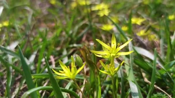Early Spring Plant Gagea Lutea Blooms Wild Woods — Stock Video