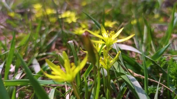 Frühlingspflanze Gagea Lutea Blüht Freier Wildbahn Wald — Stockvideo