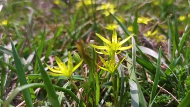 Πρώιμη Άνοιξη Φυτό Gagea Lutea Ανθίζει Στην Άγρια Φύση Στο — Αρχείο Βίντεο