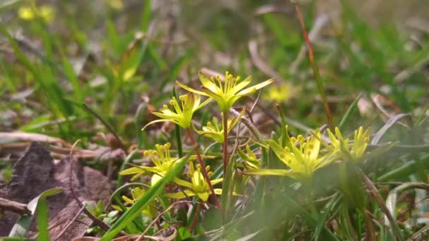 Planta Primavera Temprana Gagea Lutea Florece Naturaleza Bosque — Vídeo de stock