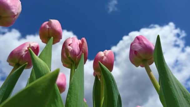Luminoso Fiore Tulipano Rosa Sullo Sfondo Del Cielo — Video Stock