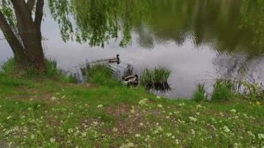 Ukriane, Kyiv 'deki Peremoga Parkı' ndaki gölde ördekler