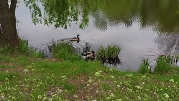 キエフのペレモガ公園の池でドック ウクライアン — ストック動画