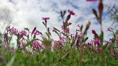 Malta 'da mavi gökyüzü arka planında Silene Colorata