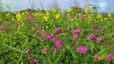 Malta 'da oxalis pes-caprae ve Pembe Silene colorata