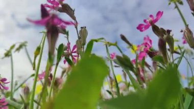 Malta 'da mavi gökyüzü arka planında Silene Colorata